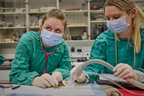 Dormice numbers have fallen by 70% in Britain since 2000