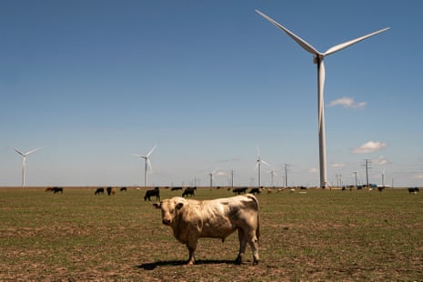 cattle graze near wind turbines