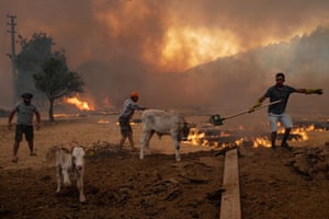 Homens reúnem ovelhas para tirá-las de um incêndio que avança em Muğla, distrito de Marmaris.