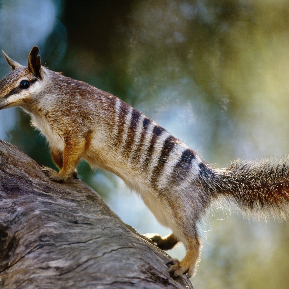 Fantasy Documents Recovery Plans Failing Australia S Endangered Species Environment The Guardian