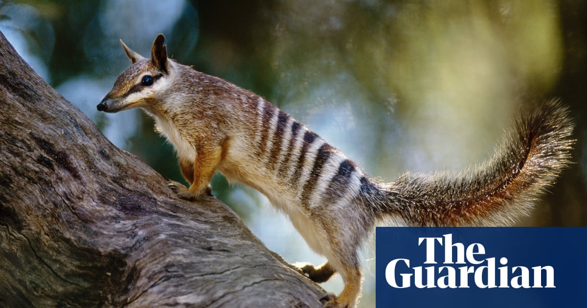 Fantasy documents': recovery plans failing Australia's endangered species |  Environment | The Guardian