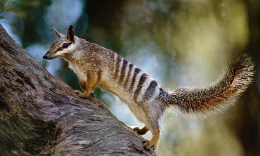 A numbat in Western Australia