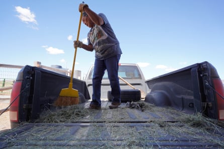 A woman stands in the bed of a pickup truck, sweeping hay out with a broom.