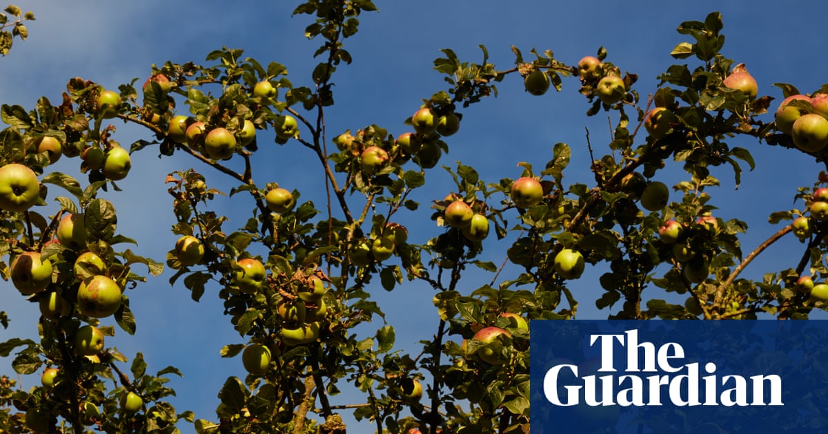 Less of your sauce: savoury recipe ideas for surplus apples