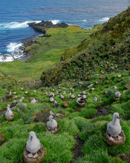 Grey-headed albatross chicks on nests on a headland