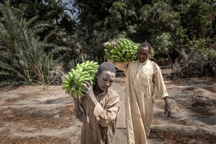 An African man and boy carrying large bunches of green bananas on their shoulders.