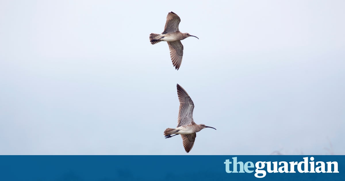 the impact of climate change on the migration of birds Tered the phenology of flowering, breeding, and migration for migratory birds although the effects of global climate change on temperate organisms are becoming. the impact of climate change on the migration of birds Tered the phenology of flowering, breeding, and migration for migratory birds although the effects of global climate change on temperate organisms are becoming.