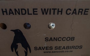 One of the 240 endangered African penguin chicks is seen through a paper box, part of a rehabilitation programme at the Southern African Foundation for the Conservation of Coast birds (SANCCOB) in Cape Town