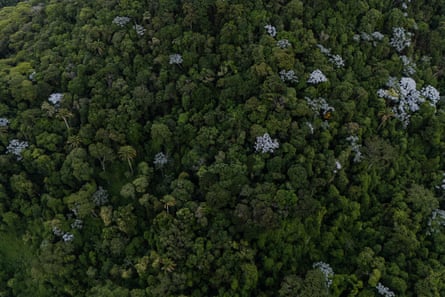 A forest canopy seen from above.