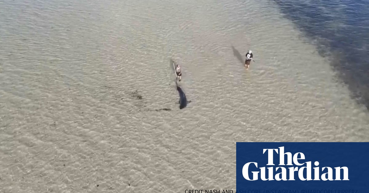 My heart's pounding': Australians wade into ocean to save great white shark stranded in shallow water