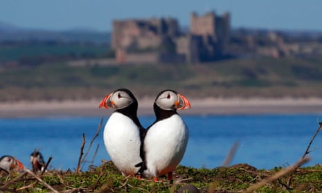 Puffins join shags and guillemot birds on the Farne Islands, one of Britain’s most important seabird colonies