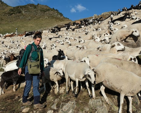 Shepherd Amanda Guzman Mejias with three dogs and 400 sheep and goats