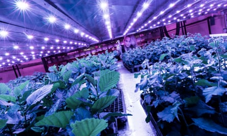 Erlensetzlinge auf der Vertical Farm