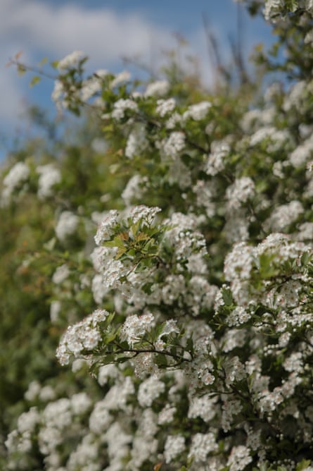 White flowers seen on a bush