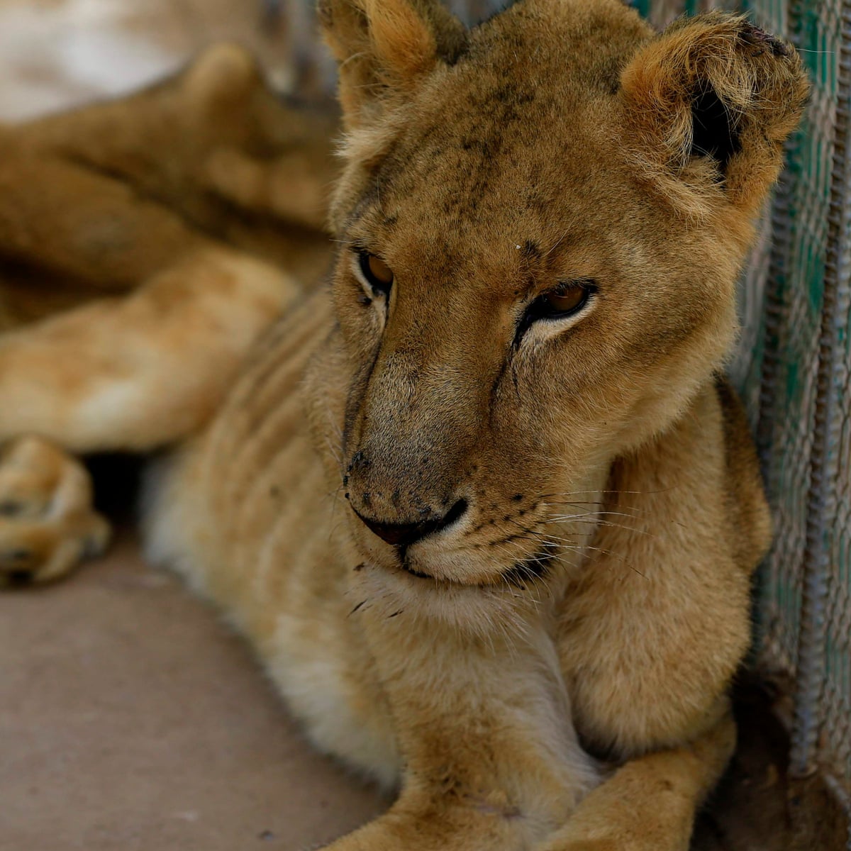 Online Campaign Grows To Save Sick And Starving Lions In Sudan