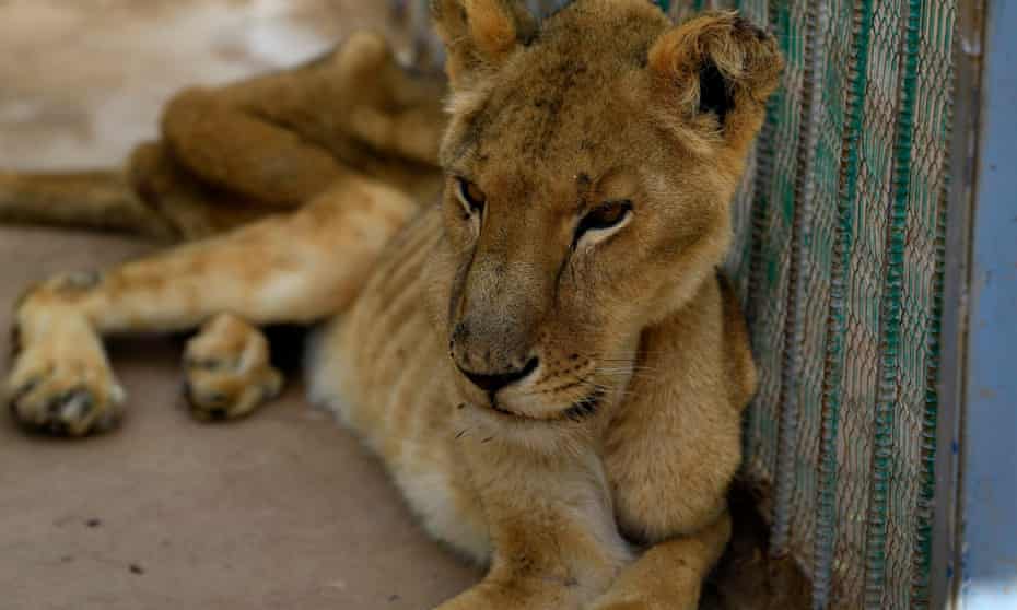 One of the malnourished lions sits in her cage at the Al-Qureshi park in the Sudanese capital of Khartoum.