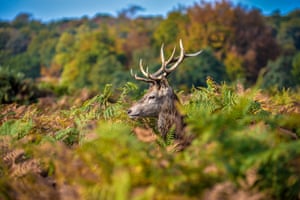 A buck stares out from foliage and ferns in Richmond Park, Richmond, UK