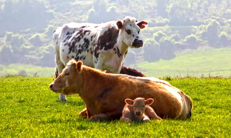 Cows in Normandy, France