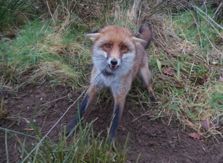 A fox in a snare.