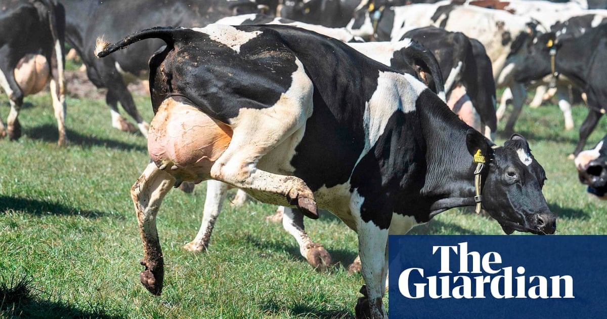 Danes revel in ‘dancing cow day’ for first time since Covid outbreak