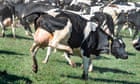 Danes revel in 'dancing cow day' for first time since Covid outbreak