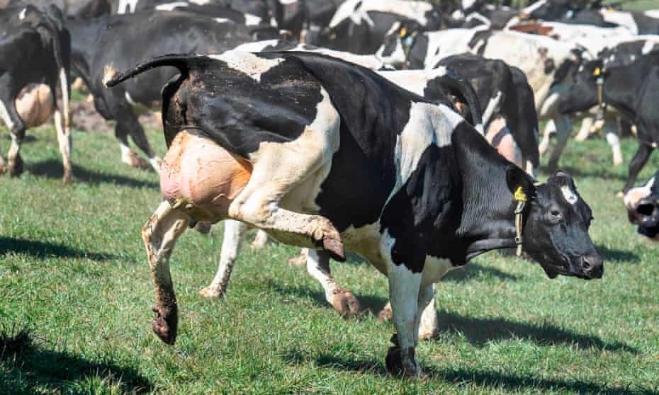 Danes revel in 'dancing cow day' for first time since Covid outbreak | Denmark | The Guardian
