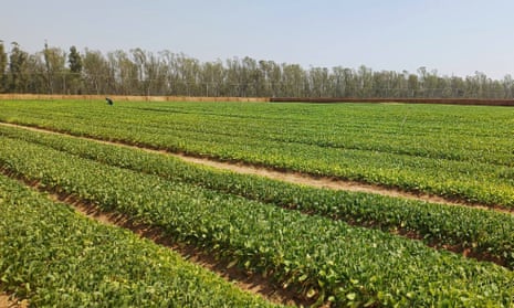 ‘Utter hypocrisy’: tobacco firm lobbied against rules in Africa that are law in UK ‘Utter hypocrisy’: tobacco firm lobbied against rules in Africa that are law in UK