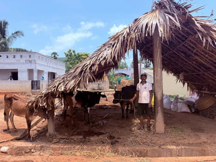 A man stands next three cows underneath a shelter made of wood and palm trees.
