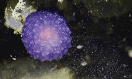 Scientists fight crab for mysterious purple orb discovered in California deep