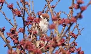 A tree sparrow, feeding on wych elm flowers