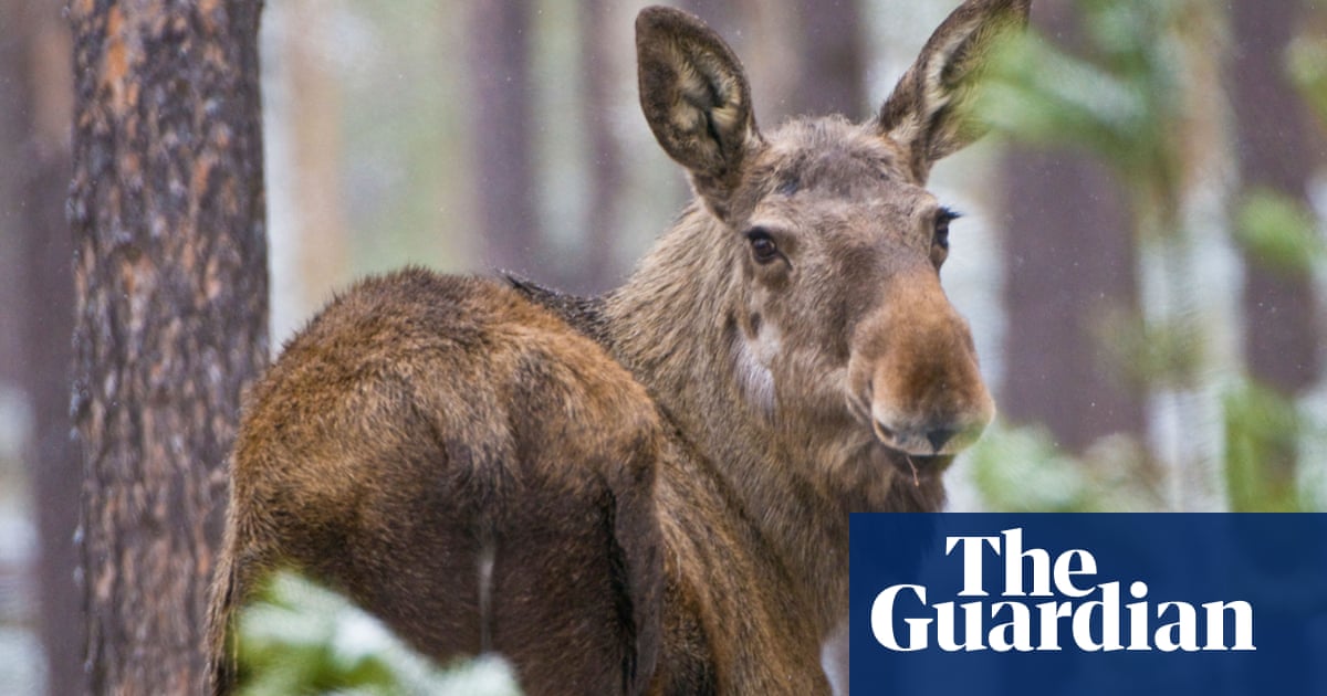 Millions tune in for three-week live stream of Sweden's moose migration