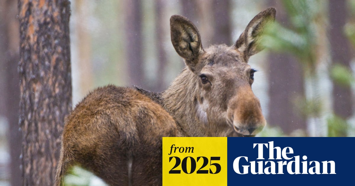 Millions tune in for three-week live stream of Sweden’s moose migration