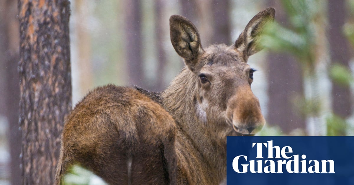 Millions tune in for three-week live stream of Sweden’s moose migration
