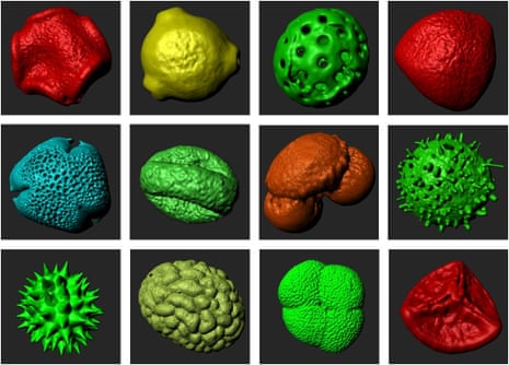Pollen samples, some of which date back thousands of years, in 3D prints produced by Cardiff University’s bioimaging hub.