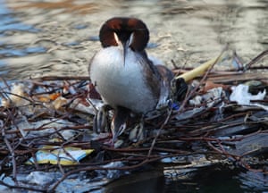 Grebes prepare to do the springtime ‘penguin dance’ on a nest partially built from discarded litter, on the south quay at Isle of Dogs, east London
