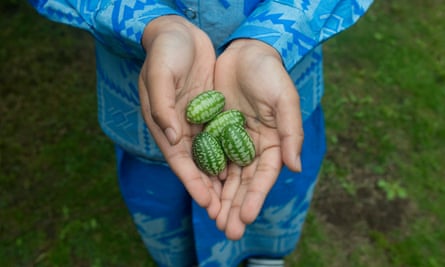 Freshly picked cucamelons.