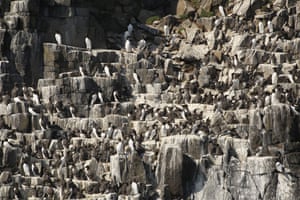Guillemots nesting on the Isle of May in the Firth of Forth, Scotland. Over 14,000 guillemots cram onto the ledges to breed, as well as 2,400 pairs of razorbills, just under 500 pairs of shags and 360 pairs of fulmars