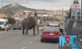 The elephant on the streets of Butte, Montana.