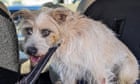 Connecticut rescue workers rappel into rock quarry to rescue missing dog