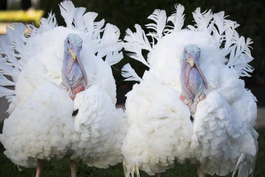 Les deux dindes, Peanut Butter et Jelly, ont été graciées par Biden dans le cadre d'une tradition présidentielle annuelle qui a lieu avant les vacances de Thanksgiving.