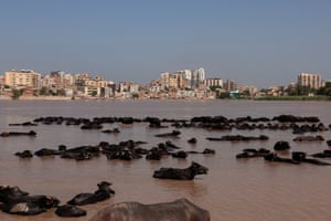 A herd of buffaloes sit in the overflowing Indus River, with the residential buildings of Sukkur in the background, as floodwater passes by following monsoon rains and rising levels of the Indus River in Rohri, near Sukkur, Sindh province, Pakistan