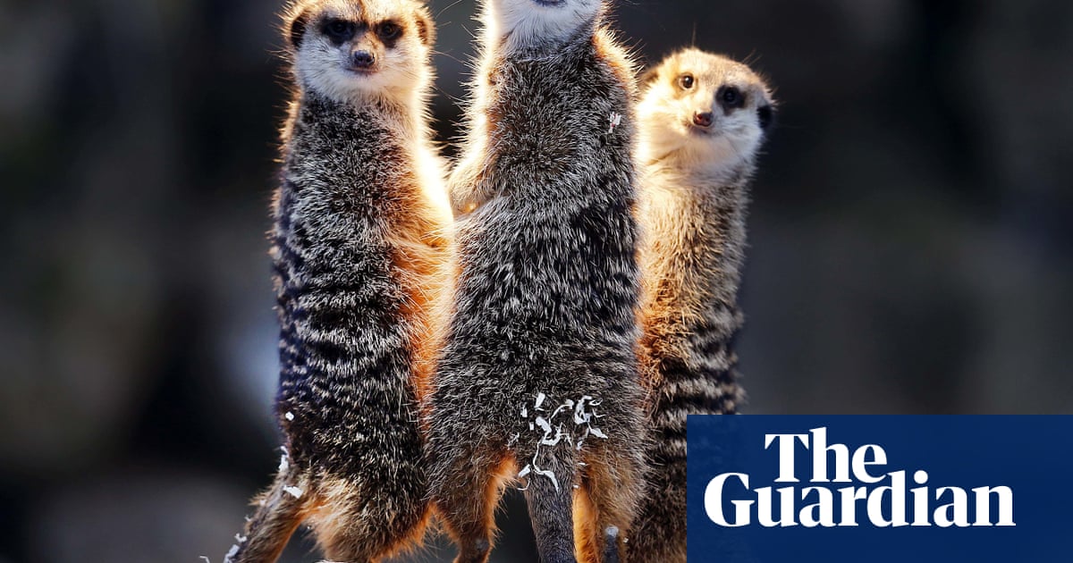 Купить фенька лису в екатеринбурге - купить по низкой цене на Яндекс Маркете