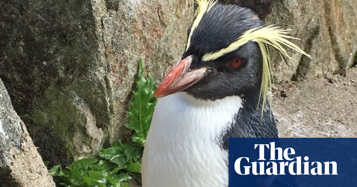 Mrs Wolowitz, oldest penguin at Edinburgh zoo, killed by fox
