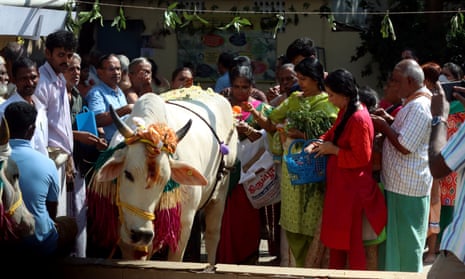 People adorn a cow 