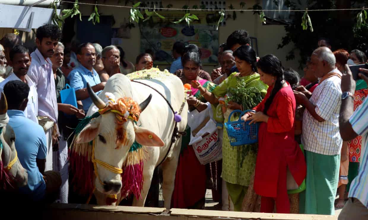 India Urges Citizens to 'Hug a Cow' on Valentine's Day