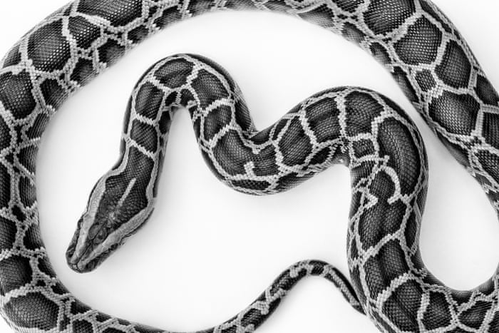 White Python Snake