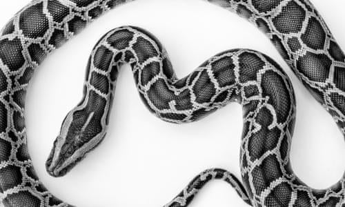 Python Wars The Snake Epidemic Eating Away At Florida Environment The Guardian
