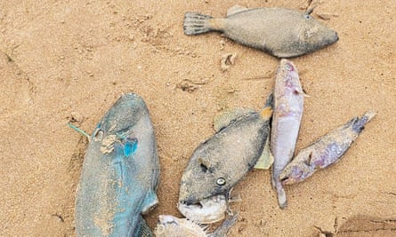 Dead fish on a South Australian beach