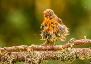 Um tordo de aparência desgrenhada está sentado em um galho