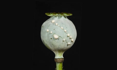An opium poppy.